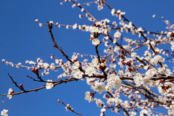 Selective focus of beautiful branches of white blossoms on the tree under blue sky, Beautiful Sakura flowers during spring season in the park, Floral pattern texture, Nature background.