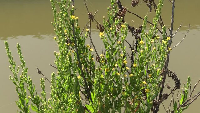 plante avec des petites fleurs jaunes dans une réserve naturelle de Camargue (Occitanie, France)