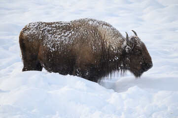 A frosty bison stands in deep snow in Yellowstone NP