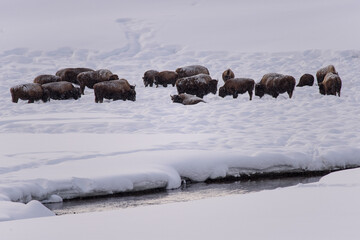 Herd of bison in deep snow along a river in Yellowstone NP