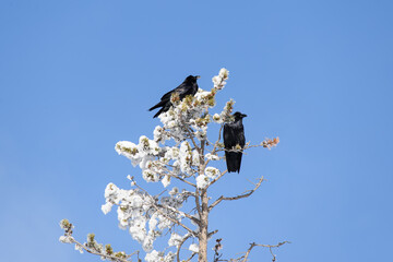 Two ravens in top of a snowy conifer tree with a blue sky background