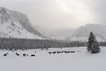 herd of bison in snowy landscape with trees and mountain