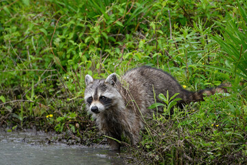 Raccoon on the Bank