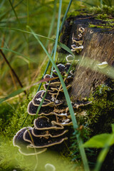mushrooms growing on a tree trunk