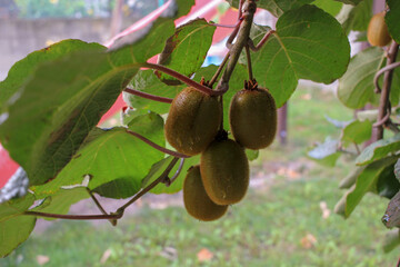 kiwis in the kiwi tree in my garden