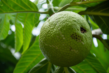 close-up of breadfruit in a breadfruit tree. Leaves in the background. Photo shot in Martinique in...