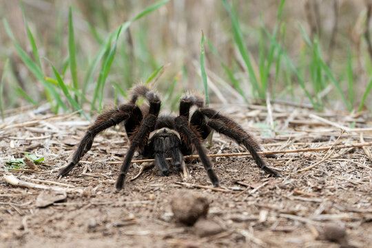 California ebony tarantula on a hking trail in southern California