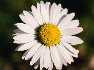 daisy flower closeup