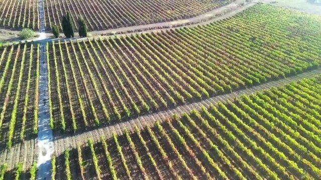 Vinhas na &eacute;poca da vindima. 