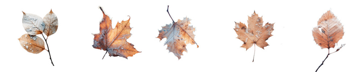 Png Set Aged foliage covered in icy snow transparent background