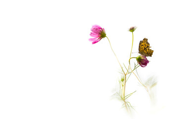 하얀 하늘의 분홍색 가을을 노래하는 나비