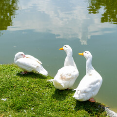 Obraz premium Pato blanco en la orilla de un lago.
