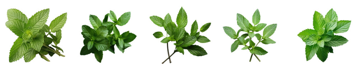 Png Set Peppermint leaves on a transparent background - obrazy, fototapety, plakaty