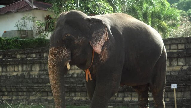 Real Sri Lankan Elephant in the field Traditional Perahara season in Kandy Sri Lanka 