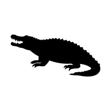 alligator silhouette black white vector illustration