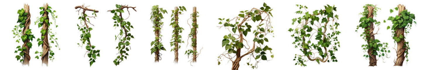 Png Set Forest plants and trees including climbing vines on a transparent background with clipping path