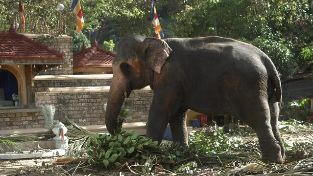 Real Sri Lankan Elephant in the field Traditional Perahara season in Kandy Sri Lanka 