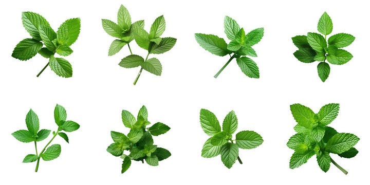 Png Set Mint leaves against transparent background