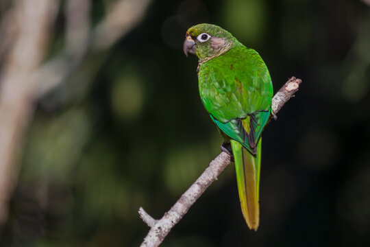 Maroon-bellied Parakeet (Pyrrhura frontalis) 