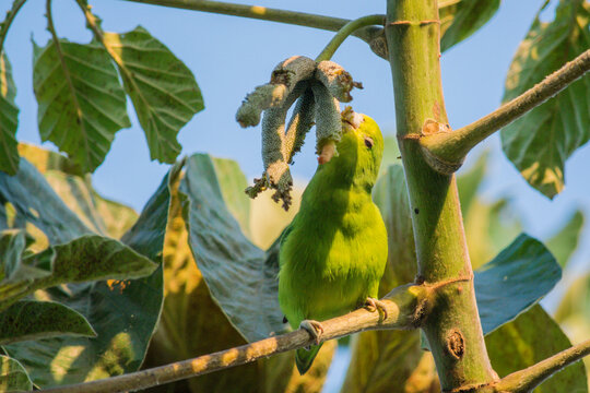 Blue-winged Parrotlet (Forpus xanthopterygius) eating embauba