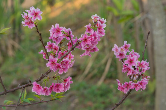 Cherry blossom (Prunus sp.) flowering