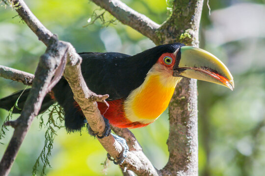 An adult Red-breasted Toucan (Ramphstos dicolorus)