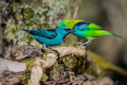 Blue Dacnis (Dacnis cayana) 
