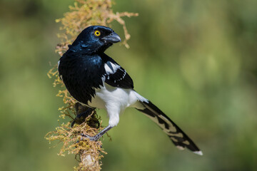 Magpie Tanager (Cissopis leverianus)