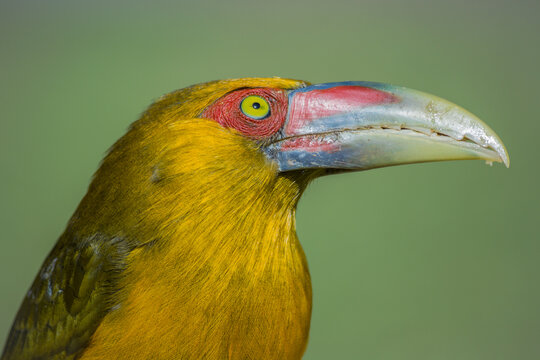Saffron Toucanet (Pteroglossus bailloni)