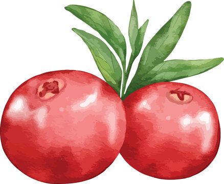 cranberry fruit composition  watercolor illustration isolated element
