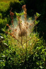 Fall webworm is a moth in the family Erebidae known principally for its larval stage , which creates the characteristic  webbed nests on the tree limbs on a wide variety of hardwoods.