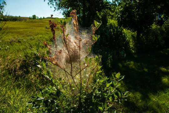 Fall webworm is a moth in the family Erebidae known principally for its larval stage , which creates the characteristic  webbed nests on the tree limbs on a wide variety of hardwoods.
