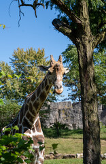 giraffe in the zoo