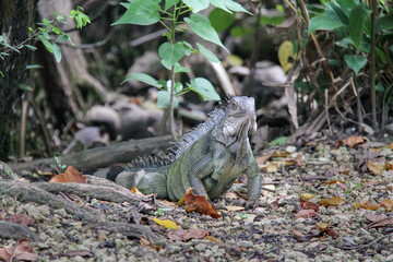Iguana seen in Puerto Rico