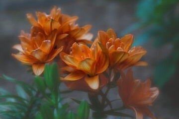Orange Lily