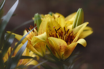 Yellow Tiger Lily