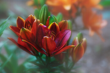 Red Orange Lily