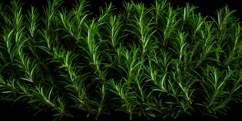 Close up fresh rosemary herbs on black background