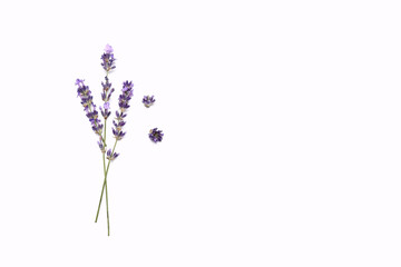 Obraz premium Branches of beautiful lavender flowers on white background