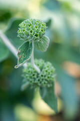 sternförmige Samenbehälter Macro