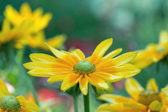 gelbe Gerberer Macro 1
