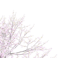 branches of a cherry blossom tree
