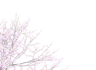 branches of a cherry blossom tree
