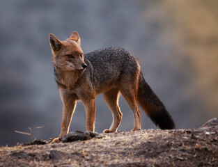 Naklejka na ściany i meble fox in the wild