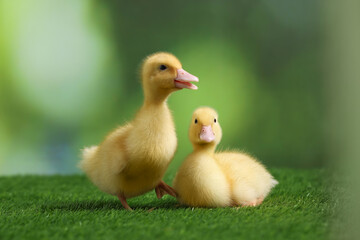 Cute fluffy ducklings on artificial grass against blurred background, closeup. Baby animals