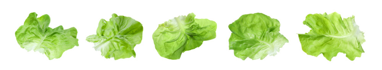 Set with leaves of butter lettuce isolated on white - obrazy, fototapety, plakaty
