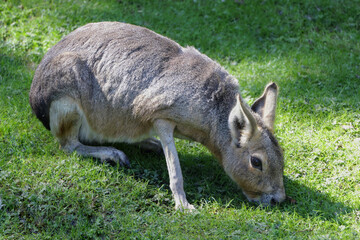 Patagonian mara in a field foraging in grass for food.