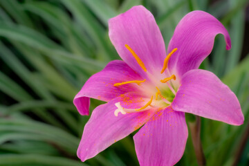 Naklejka premium ハブランサス