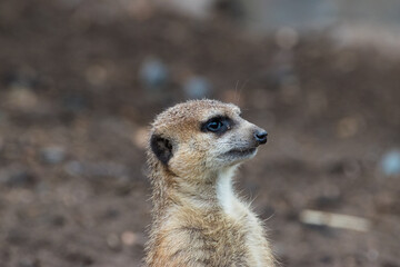 meerkat on guard