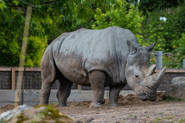 rhino in the zoo